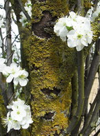 champagne - printemps 2009 - vieux pruniers en fleurs - Jardin Vendangeoir Luxembourg